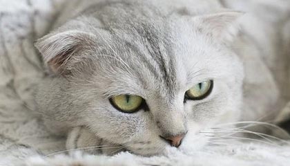 天虹提货卷哪里回收靠谱及回收渠道